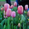 tulip_04