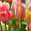 tulip_06